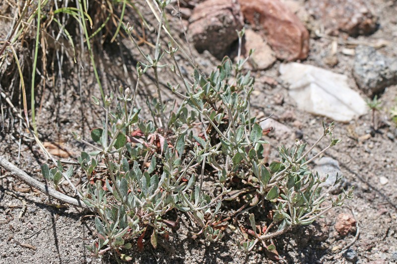 Money Buckwheat photo 2