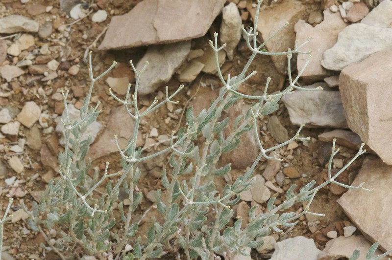 Money Buckwheat photo 3