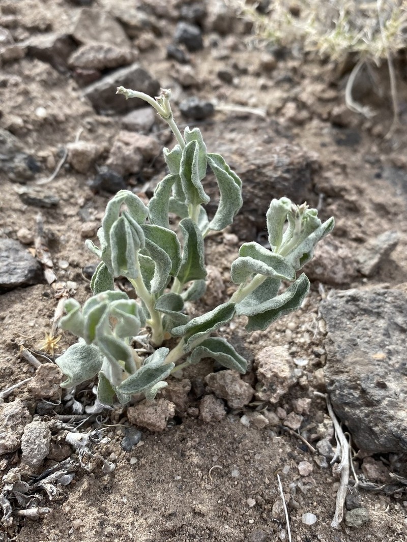 Money Buckwheat photo 6