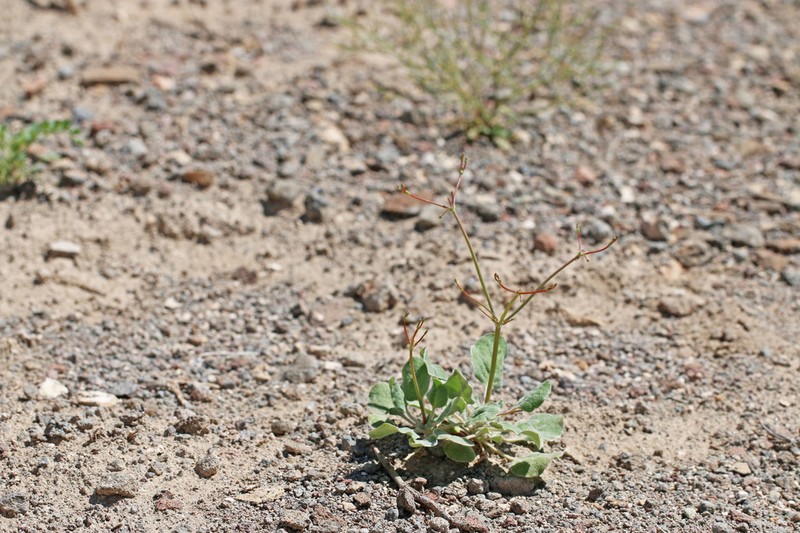 Dugway Buckwheat