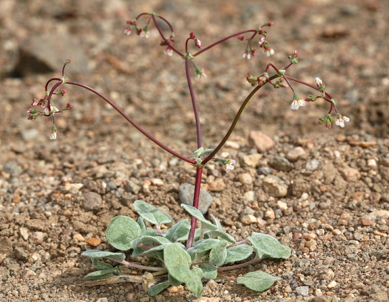 Dugway Buckwheat photo 2