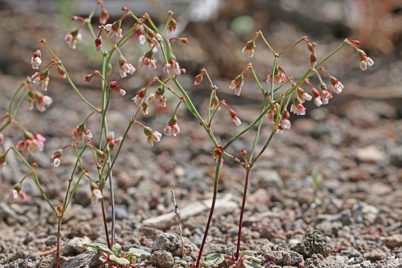 Dugway Buckwheat photo 3