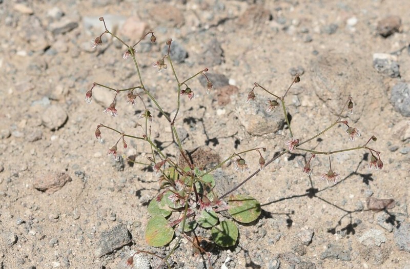 Dugway Buckwheat photo 4