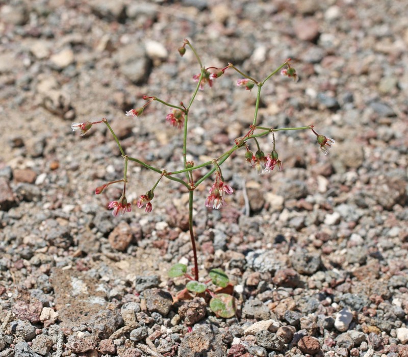 Dugway Buckwheat photo 5