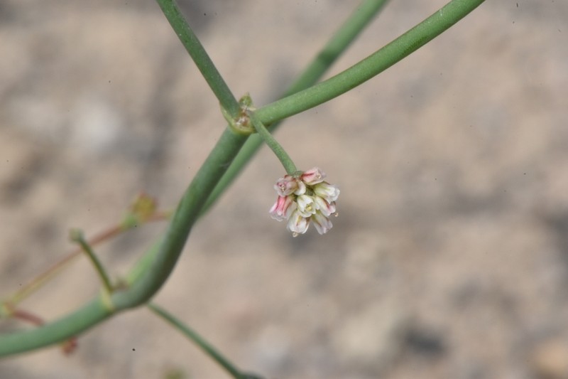 Dugway Buckwheat photo 6