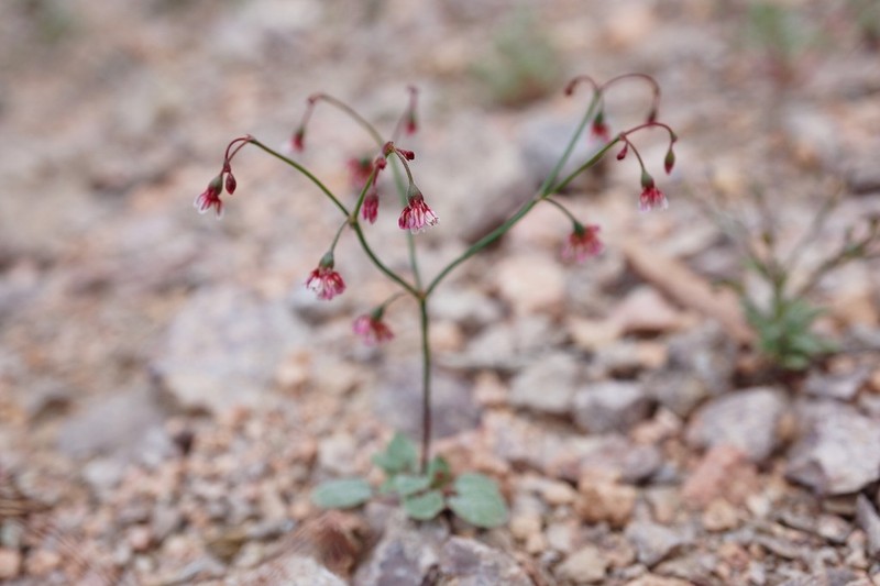 Dugway Buckwheat photo 7