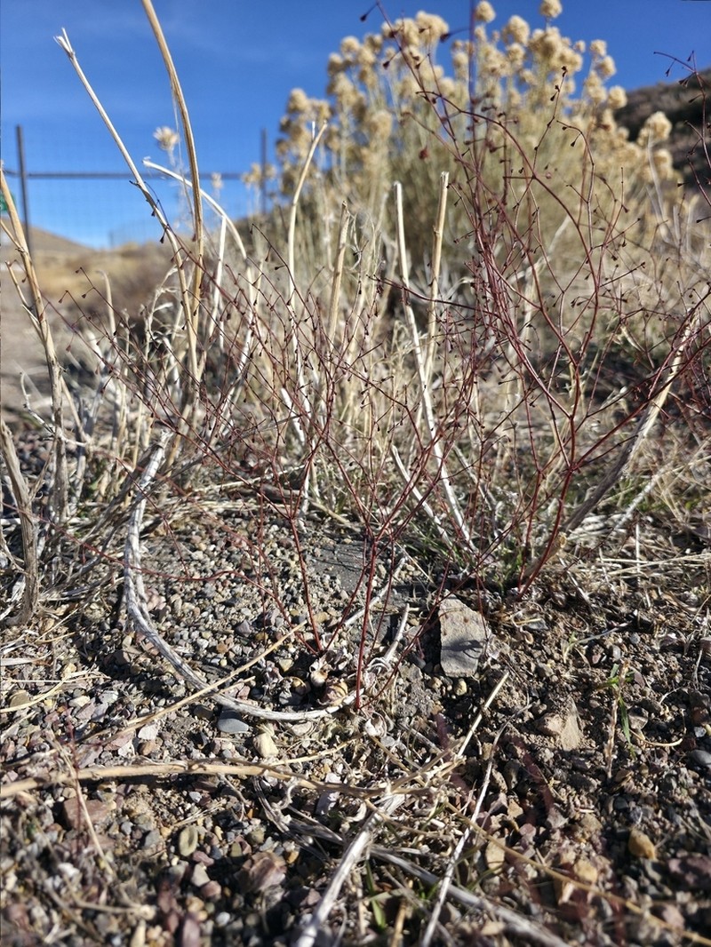 Dugway Buckwheat photo 8