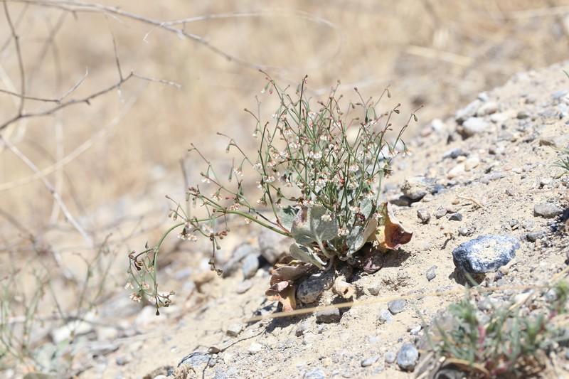 Eriogonum nutans var. glabratum