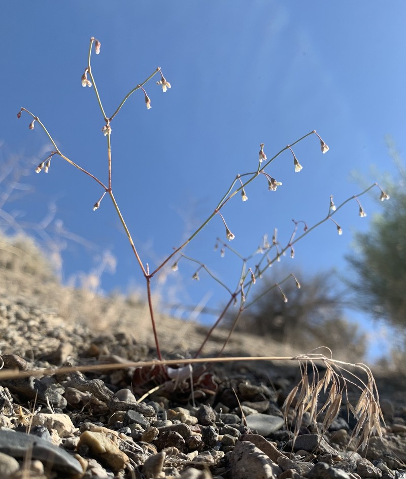 Eriogonum nutans var. glabratum photo 2
