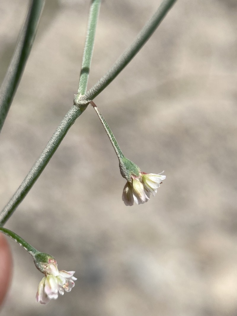 Eriogonum nutans var. glabratum photo 3