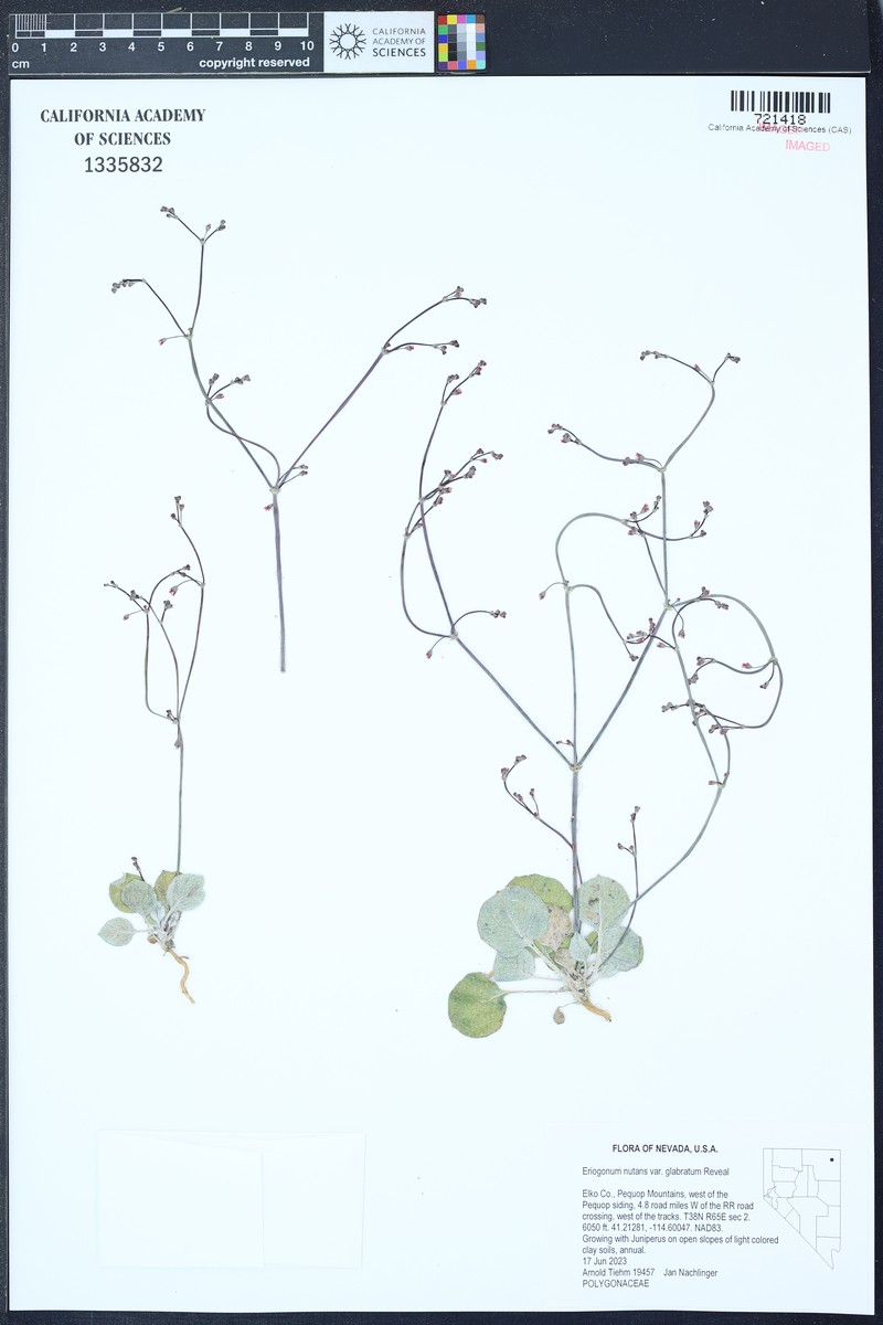 Eriogonum nutans var. glabratum photo 4