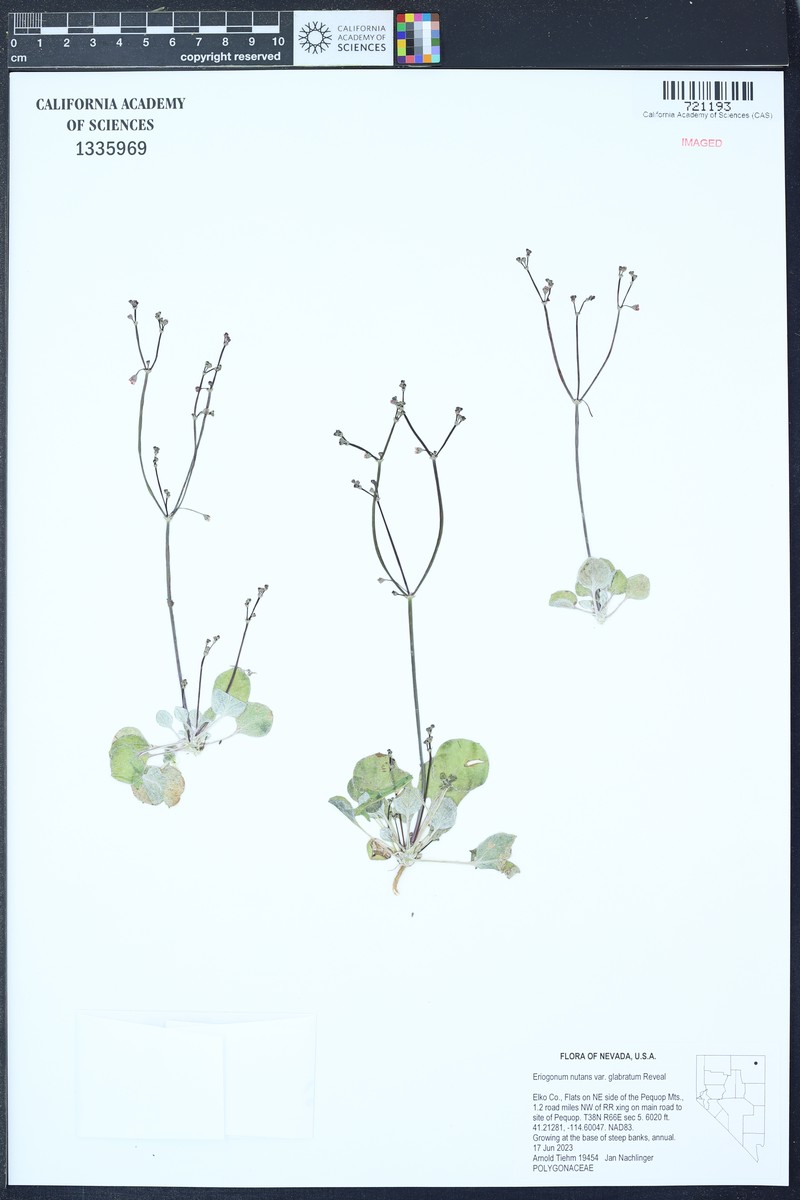 Eriogonum nutans var. glabratum photo 5
