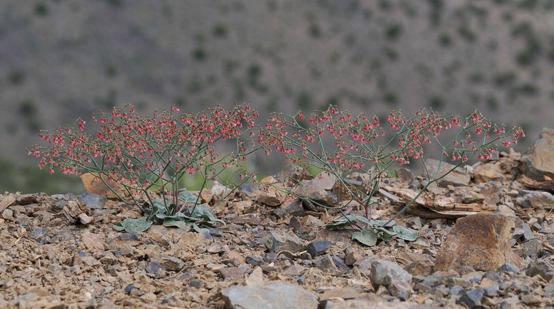 Eriogonum nutans var. nutans