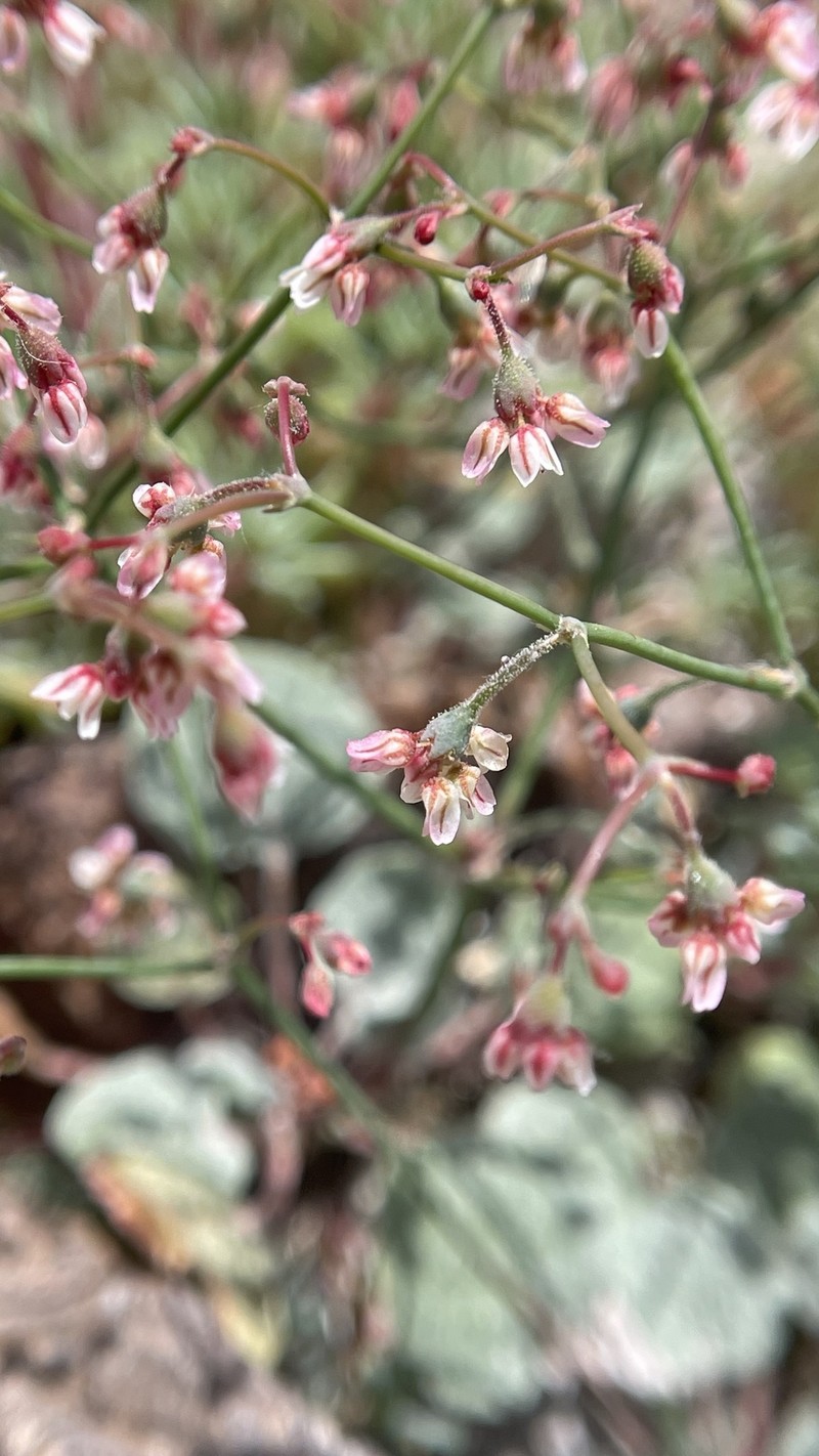 Eriogonum nutans var. nutans photo 2