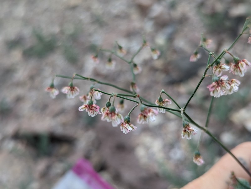 Eriogonum nutans var. nutans photo 3
