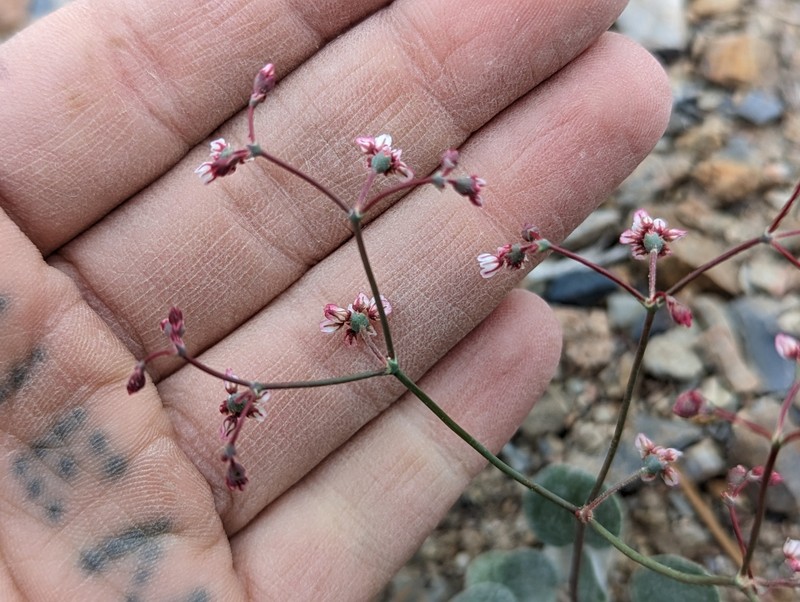 Eriogonum nutans var. nutans photo 4