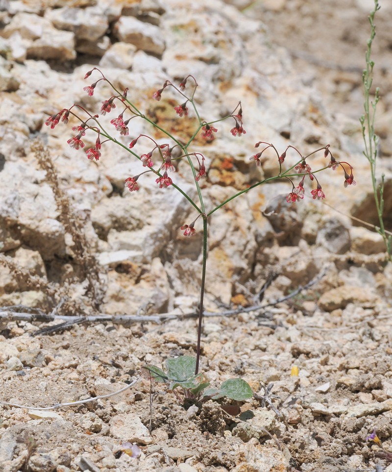 Eriogonum nutans var. nutans photo 5