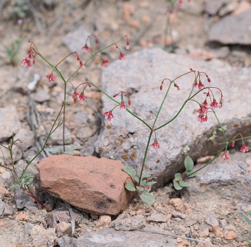 Eriogonum nutans var. nutans photo 6