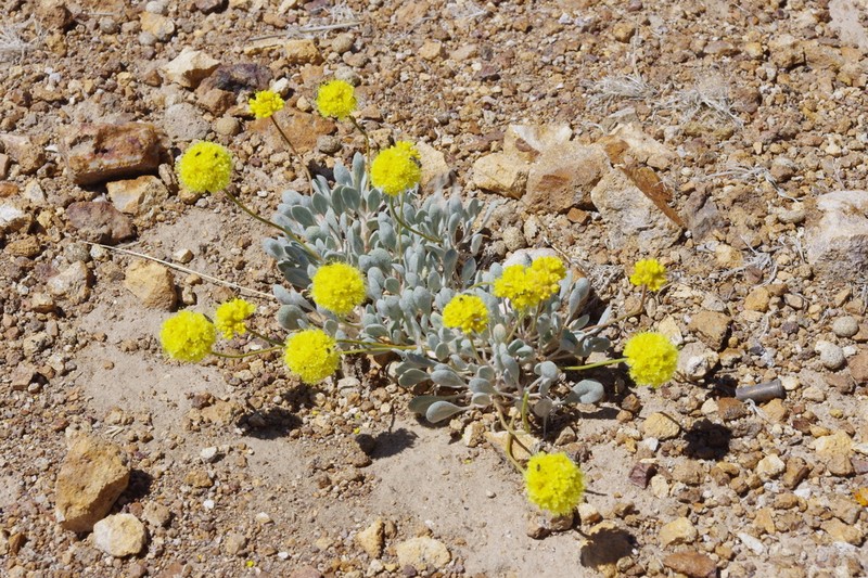 Whitewoolly Buckwheat