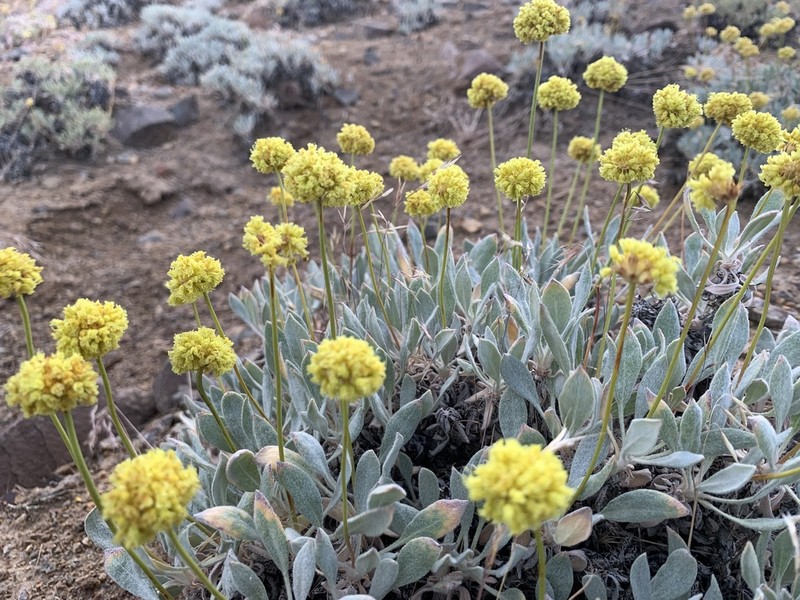 Whitewoolly Buckwheat photo 2