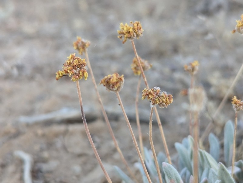 Whitewoolly Buckwheat photo 3