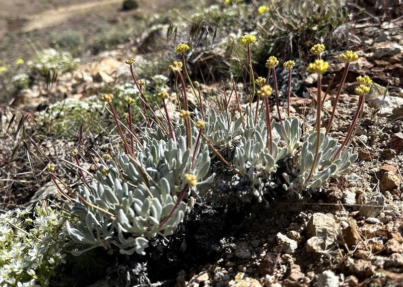 Whitewoolly Buckwheat photo 4