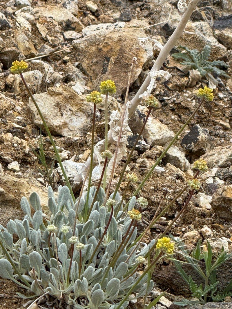 Whitewoolly Buckwheat photo 6