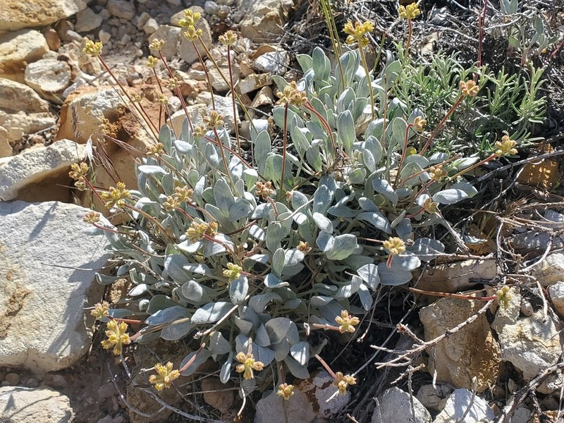 Whitewoolly Buckwheat photo 8