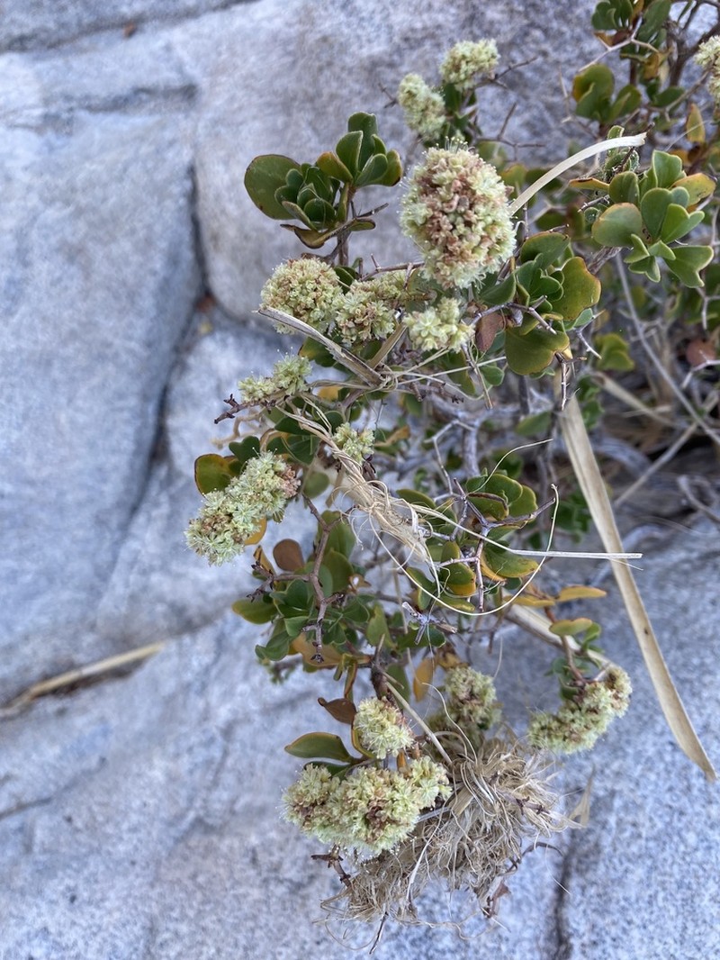 Eriogonum orcuttianum