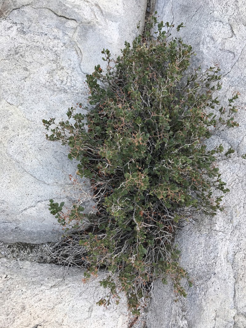 Eriogonum orcuttianum photo 2