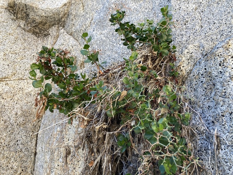 Eriogonum orcuttianum photo 3