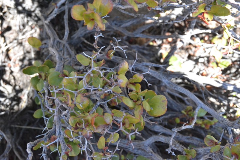 Eriogonum orcuttianum photo 4