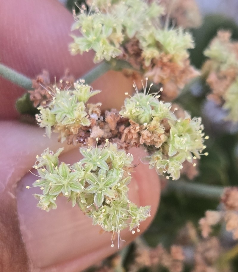 Eriogonum orcuttianum photo 5