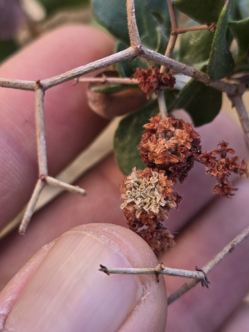 Eriogonum orcuttianum photo 6