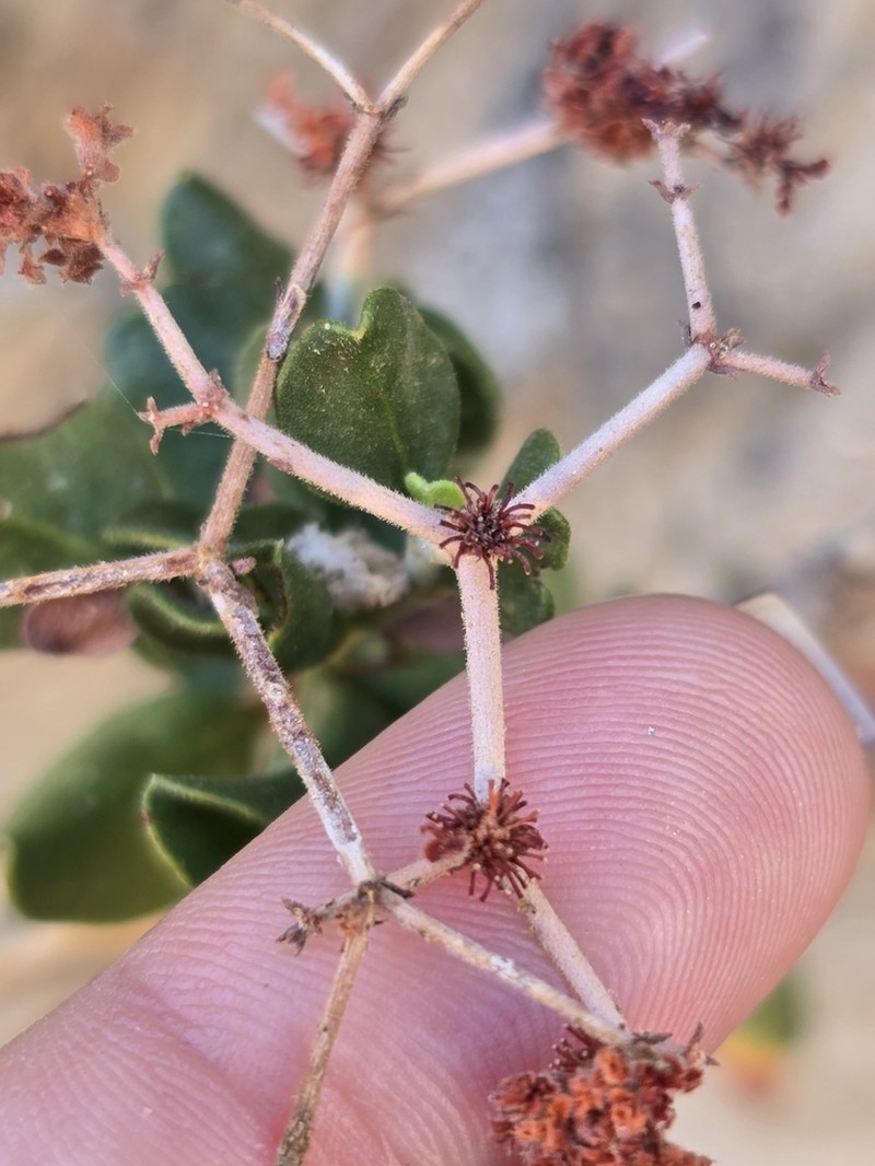 Eriogonum orcuttianum photo 7