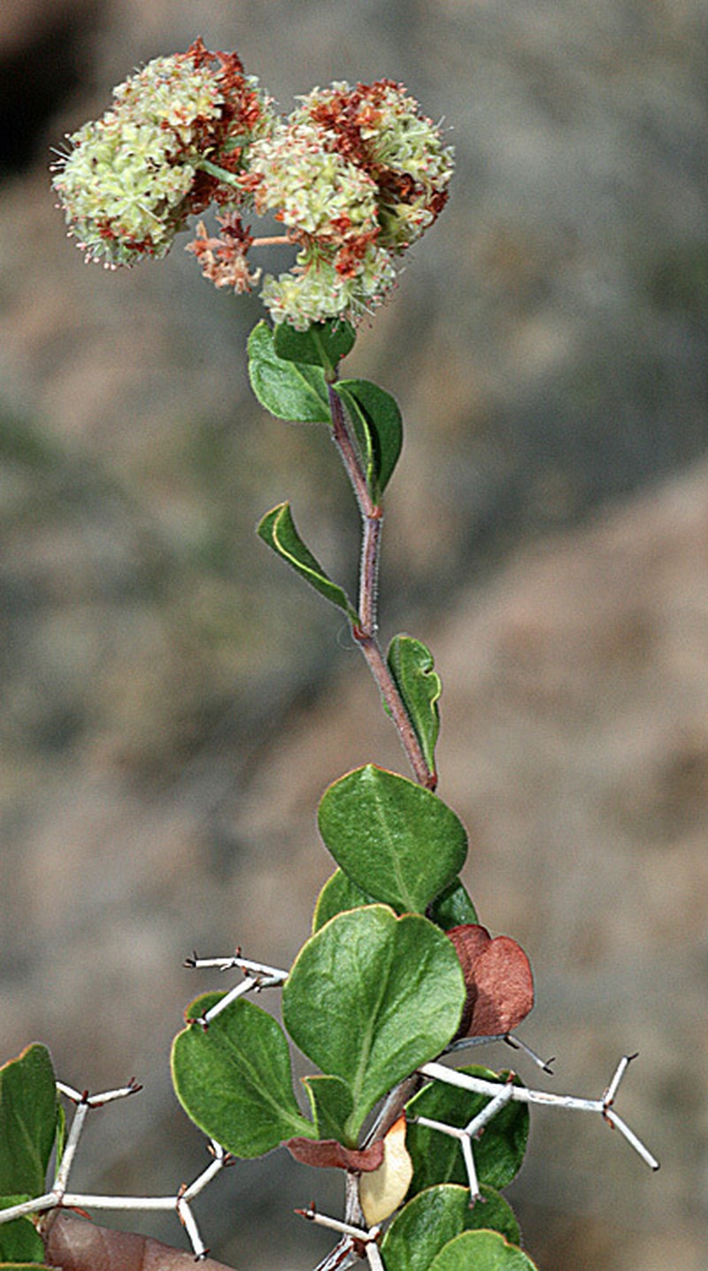 Eriogonum orcuttianum photo 8