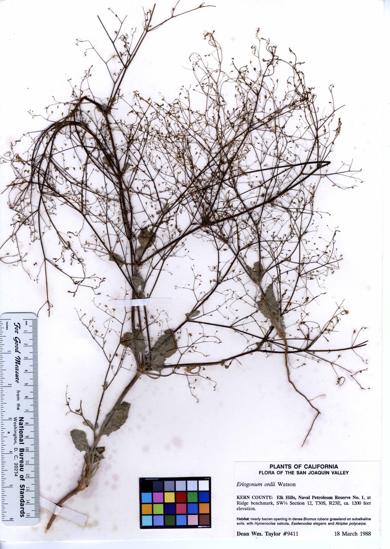 Fort Mojave Buckwheat