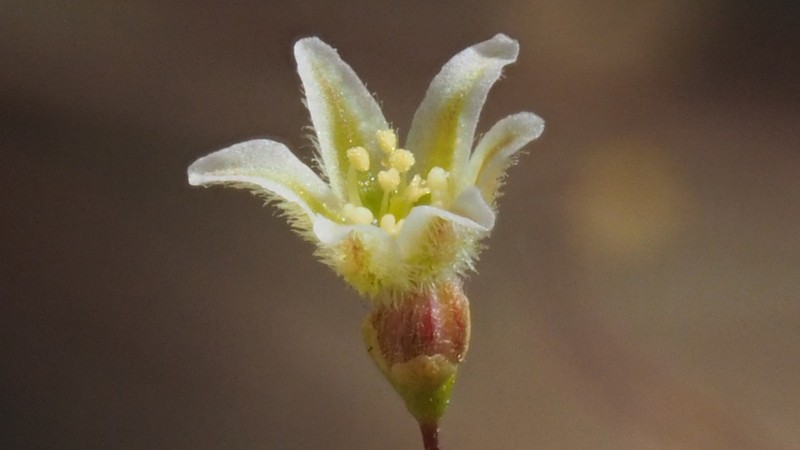 Fort Mojave Buckwheat