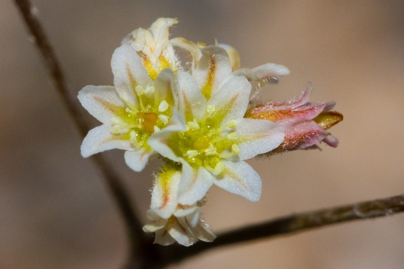 Fort Mojave Buckwheat photo 2