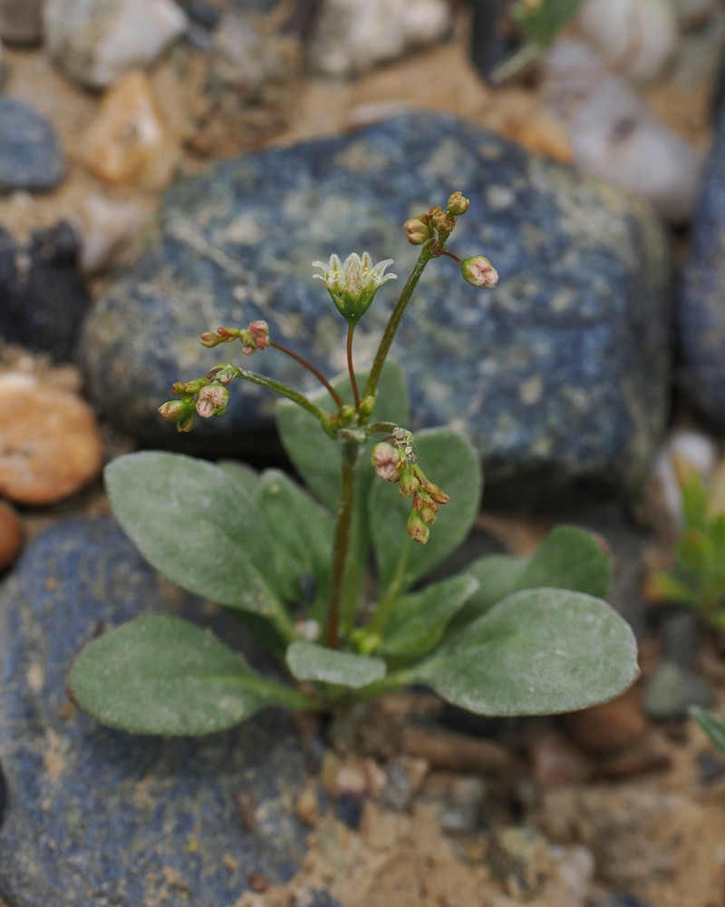 Fort Mojave Buckwheat photo 3