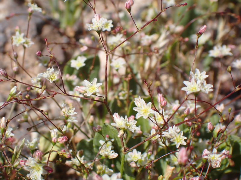 Fort Mojave Buckwheat photo 4