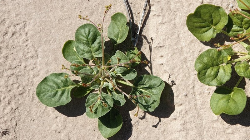 Fort Mojave Buckwheat photo 5