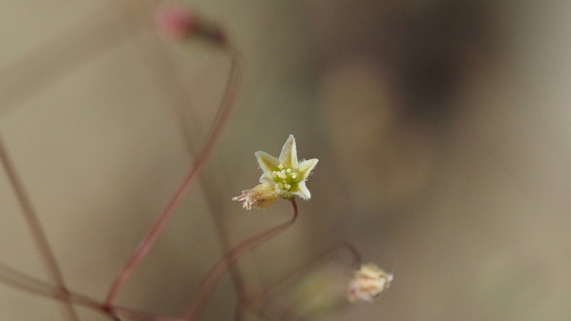 Fort Mojave Buckwheat photo 7