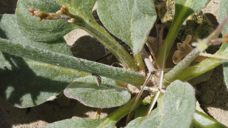 Fort Mojave Buckwheat photo 8