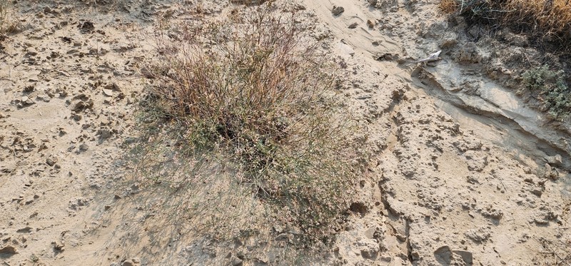 Elsinore Buckwheat photo 2