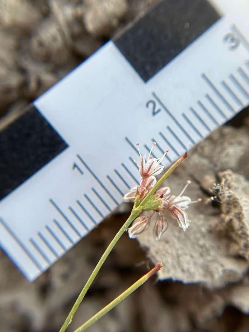 Elsinore Buckwheat photo 3
