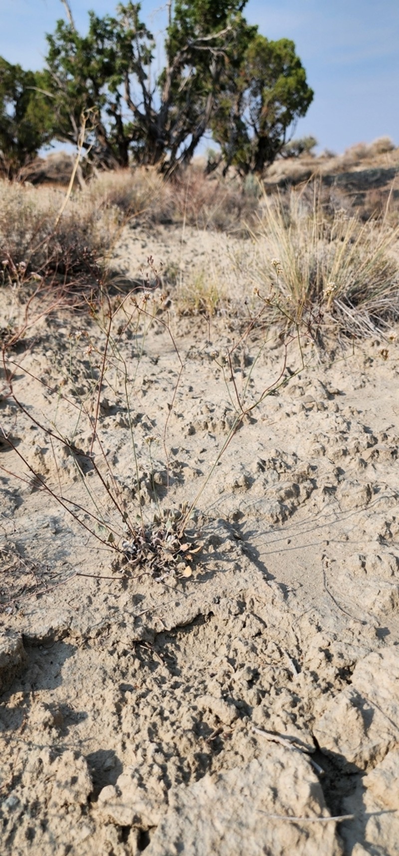Elsinore Buckwheat photo 5