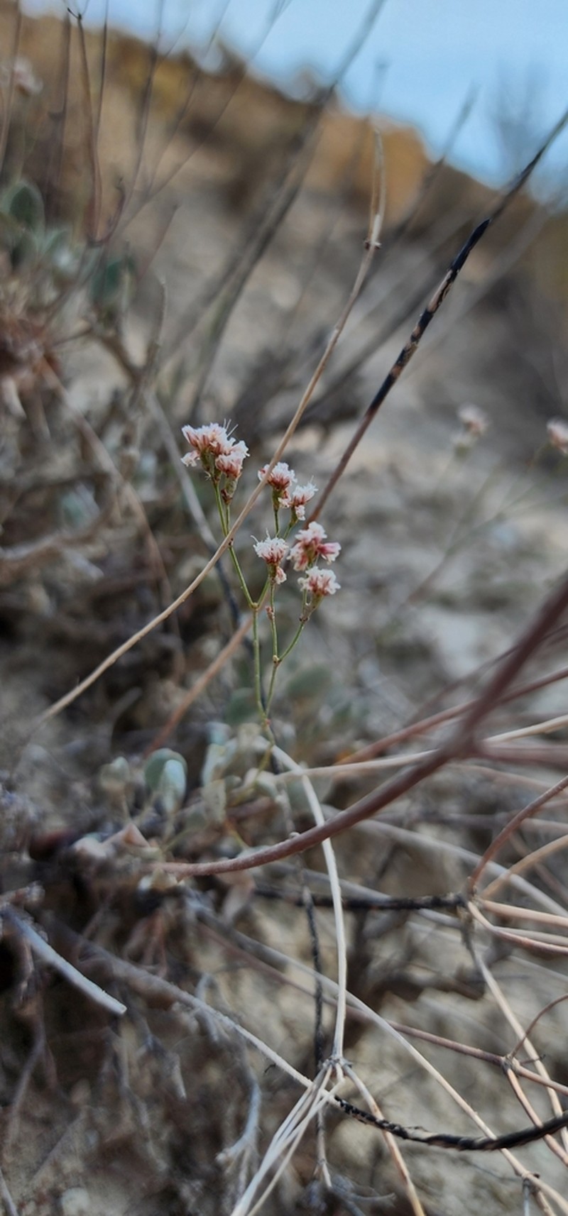 Elsinore Buckwheat photo 6