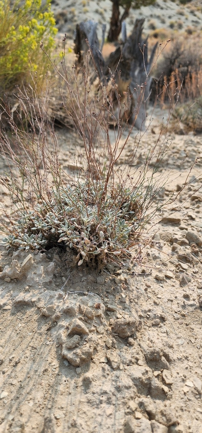 Elsinore Buckwheat photo 7