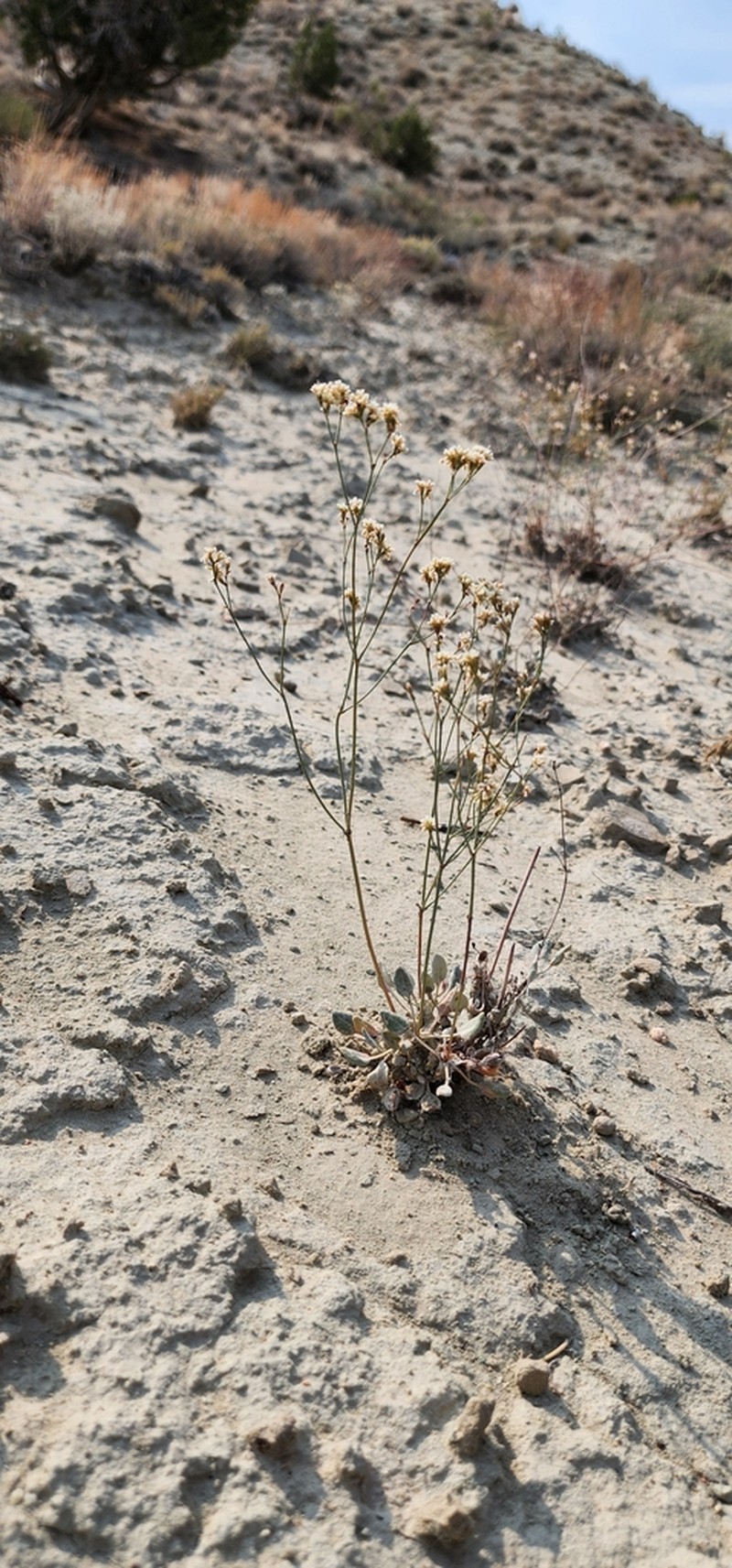 Elsinore Buckwheat photo 8